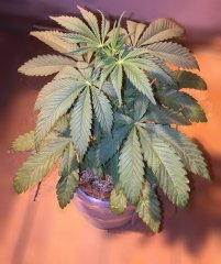 kwazulu 79
