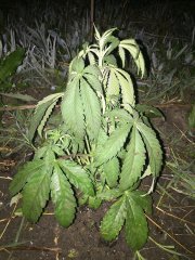 kwazulu 72
