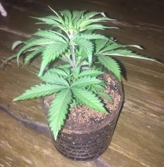 Vanila Kush 40
