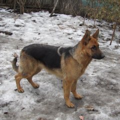 Ария