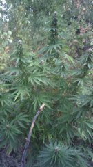 ЛОУ ПЕРПЛ LOW PERPLE "NEGORO GARDEN"