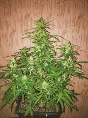 Auto Super Skunk
