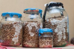 Банки обрастают - видно, куда ЖМ налил)  (5 дней со дня инокуляции ЖМ)