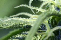 Blueberry macro