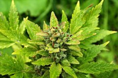 AK47auto