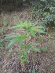 АК-47 от BULK SEED бонус