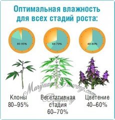 оптимальная влажность для всех стадий роста.