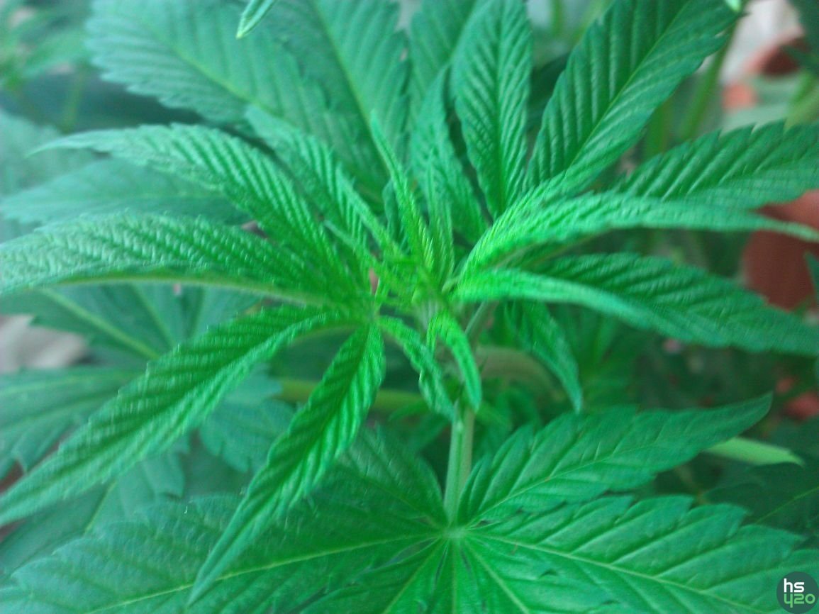 Amnesia fem от Bulk Seed Bank