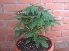 Amnesia fem3