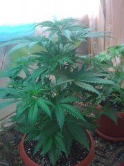 Amnesia fem2