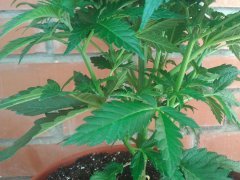 Amnesia fem2