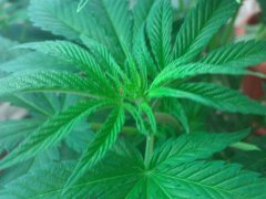 Amnesia fem