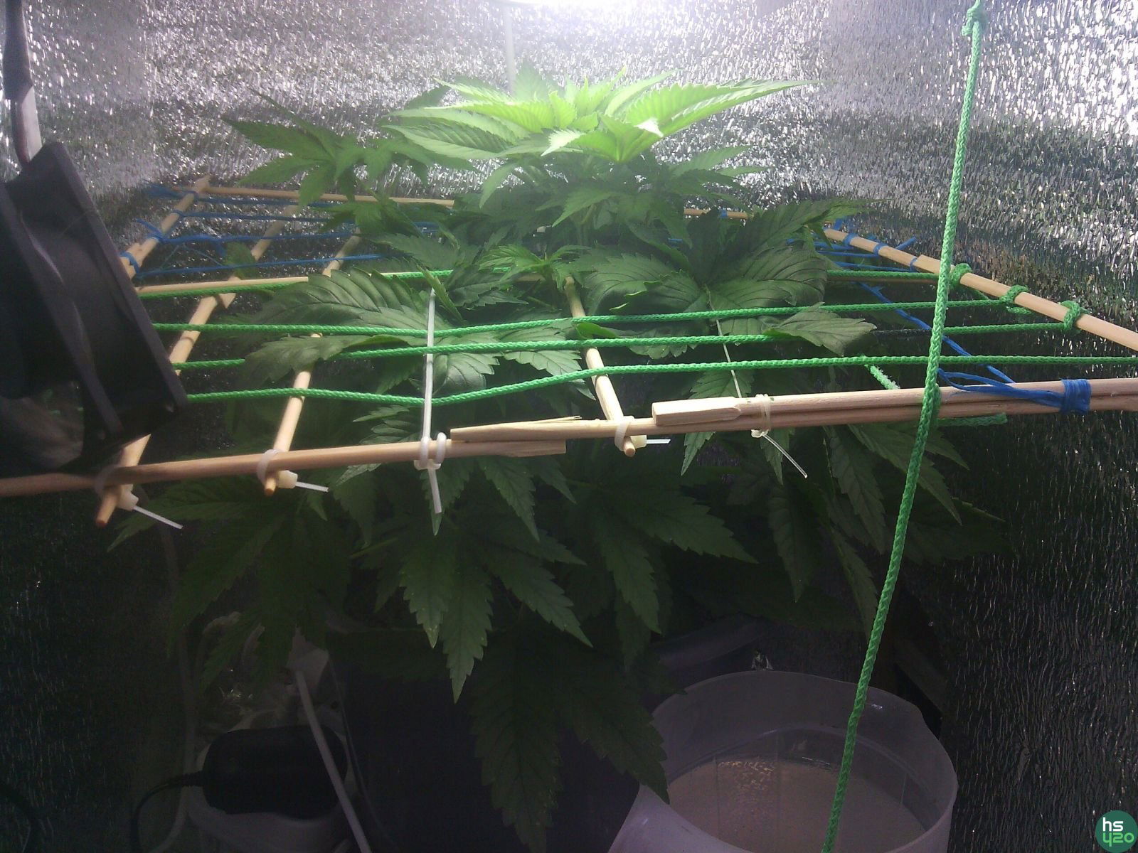 EARLY SKUNK + AK FEMINISED