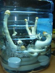 P2110005 новый размер