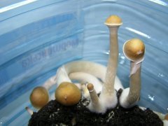 P2110007  новый размер