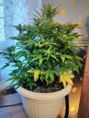 WW61KIFEy8g