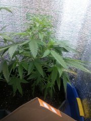 AK-47
