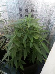 ak47