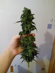 Харвест