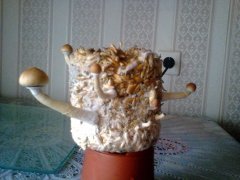 волна 5 (без регидры)