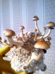 (3 волна)