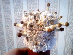 (3 волна)