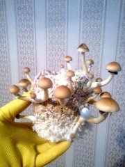 (3 волна)