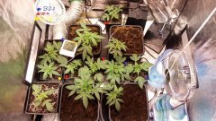 3 недели автопотам 2 недели остальным