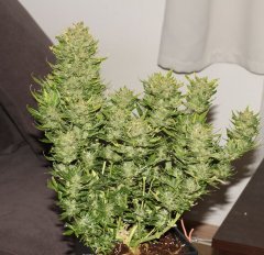 Critical+ Auto харв 51грамм