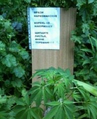 Гровер психопат