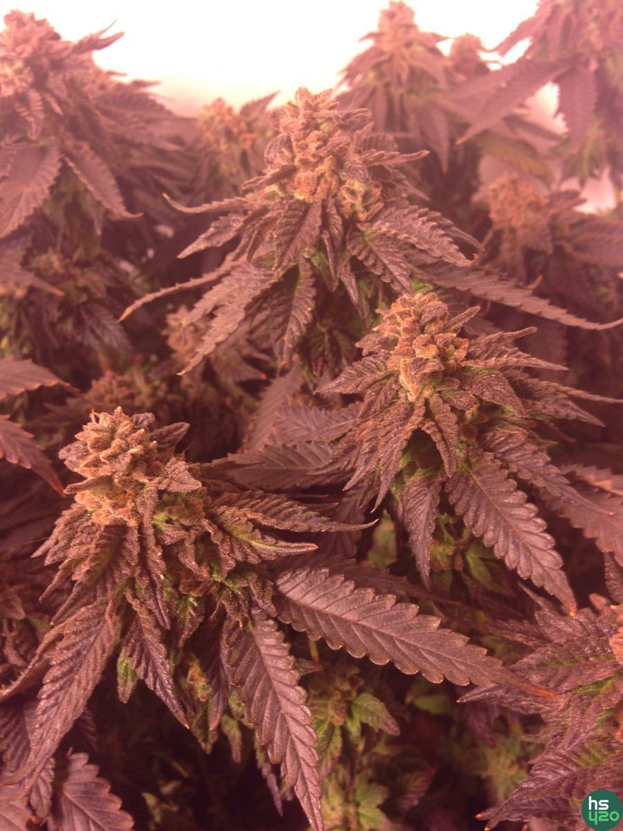 Chocolate Mint OG \ Humboldt Seeds Organization