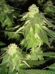 Chocolate Mint OG \ Humboldt Seeds Org.