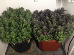 OG Kush \ Chocolate Mint OG