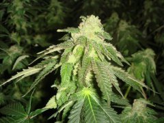 Chocolate Mint OG \ Humboldt Seeds Org.