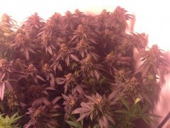 Сhocolate Mint OG \ Humboldt Seeds Organization