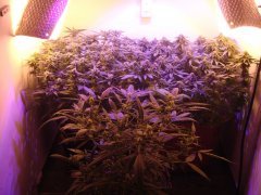OG Kush \ Chocolate Mint OG