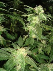 OG Kush \ Reserva Privada