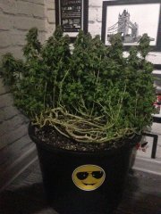 OG Kush \ Reserva Privada