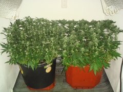 OG Kush \ Chocolate Mint OG
