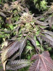 Chocholate Mint OG \ Humboldt Seeds