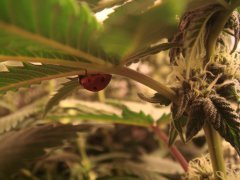 Сhocolate Mint OG \ Humboldt Seeds Org.