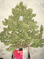 BC Lambsbread \ Canadian Seeds Lab .