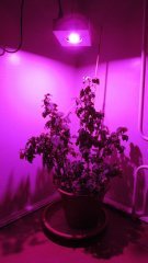 IMG 4557