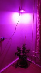 IMG 4554