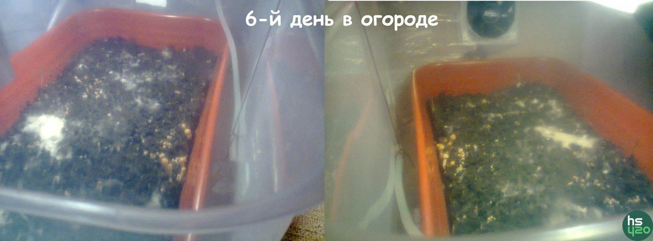 Панаеолус тропикана