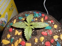 DSCN1754