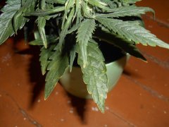 DSCN1618