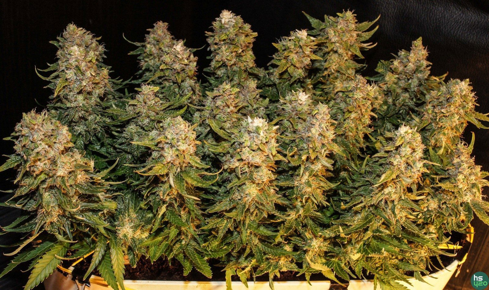 Kali Mist f.fem