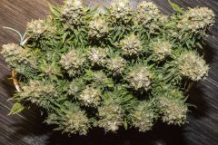 Kali Mist f.fem