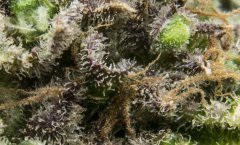 ZOOM Kali Mist f.fem